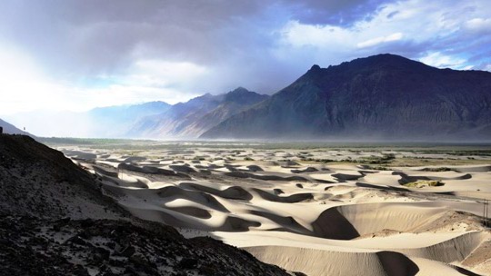 Sand Dunes Nubra Valley