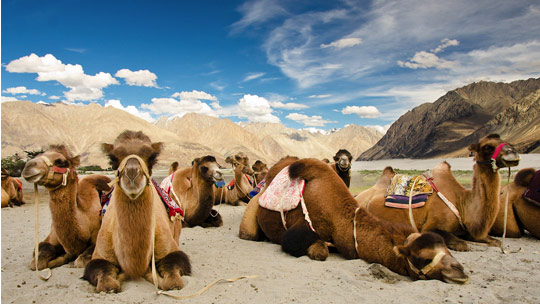Bactrian-Camel-Safari-in-Nubra-Valley